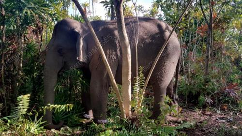 GAJAH LIAR