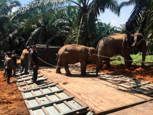 JB04_17102019_PINDAH_GAJAH