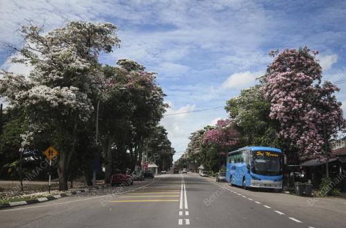 TINJAUAN MUSIM BUNGA SAKURA SEKITAR JOHOR BAHRU