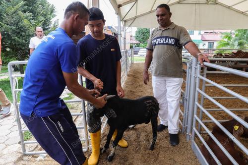 PERSIAPAN HARI RAYA QURBAN