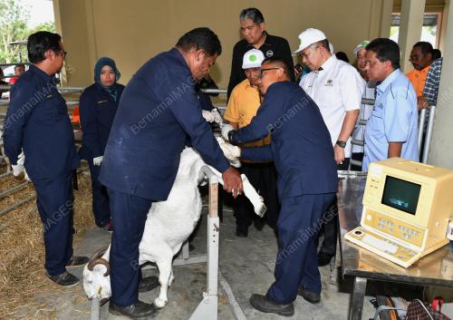 JB04_28092019_KAMBING_BK_BN201909242123