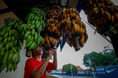 PISANG_MAWAR