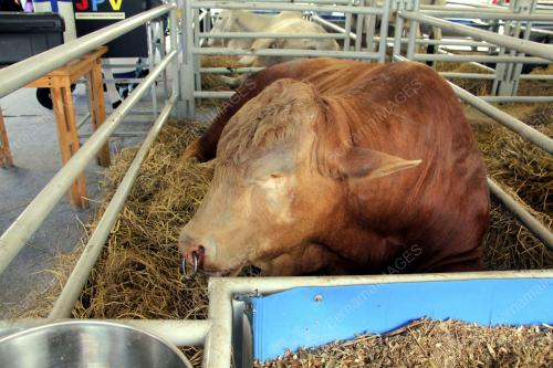 JB05_07102017_LEMBU_BN201710067688
