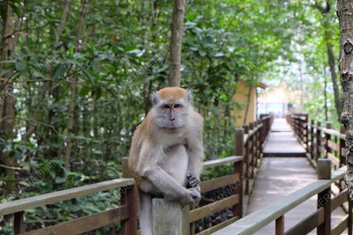 TAMAN NEGARA JOHOR PULAU KUKUP