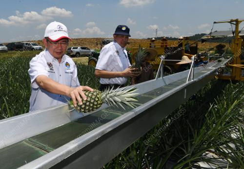 JB05_23092018_LADANG_NANAS_KULIM