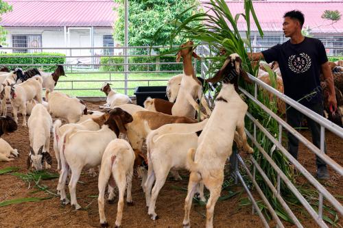 PERSIAPAN HARI RAYA QURBAN