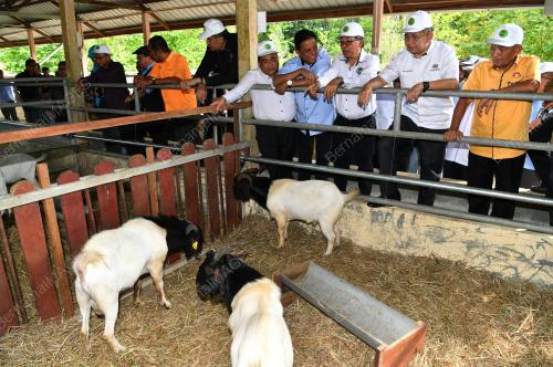 JB05_28092019_KAMBING_BK_BN201909242123