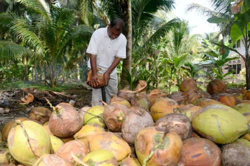 JB06_01042018_PENGUSAHA_KELAPA