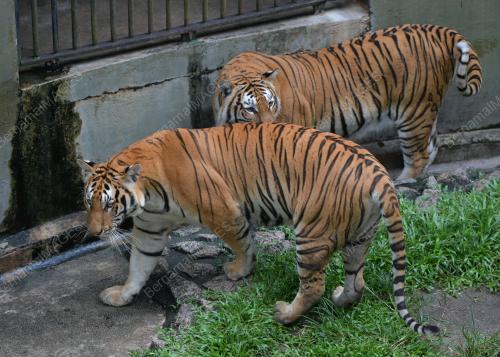 ZOO JOHOR
