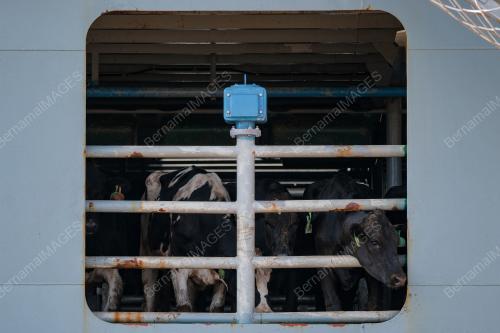 LEMBU TENUSU JDV