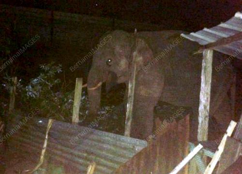 JB06_03082014_GAJAH