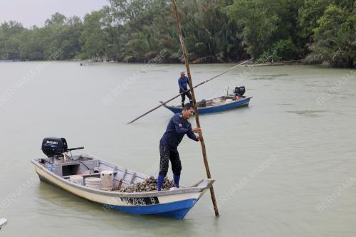 TIRAM_MUAR