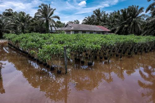 BANJIR PEKAN NENAS