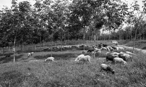 JB06_06022015_RENCANA