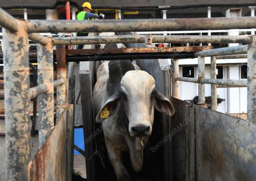 JB06_07062018_LEMBU-AIDILFITRI