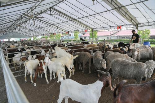 PERSIAPAN HARI RAYA QURBAN