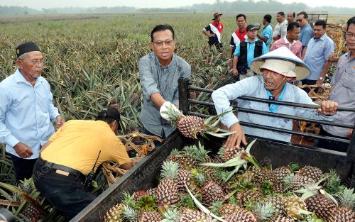 JB06_14092017_PENGUSAHA_NANAS_BN201709135418