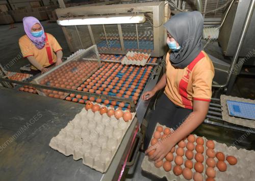 TELUR