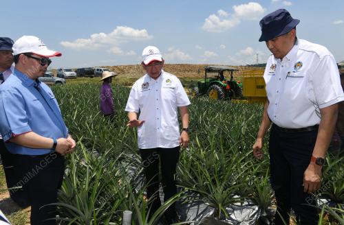 JB06_23092018_LADANG_NANAS_KULIM