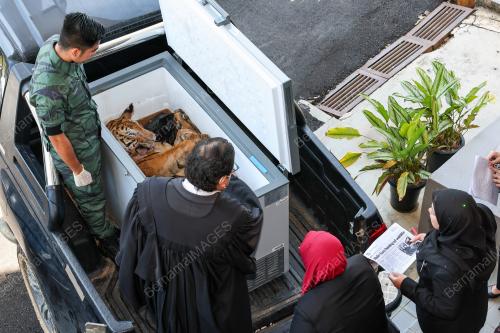 MAHKAMAH_HARIMAU