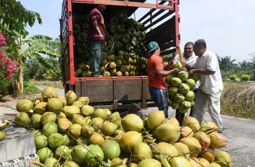JB07_01042018_PENGUSAHA_KELAPA