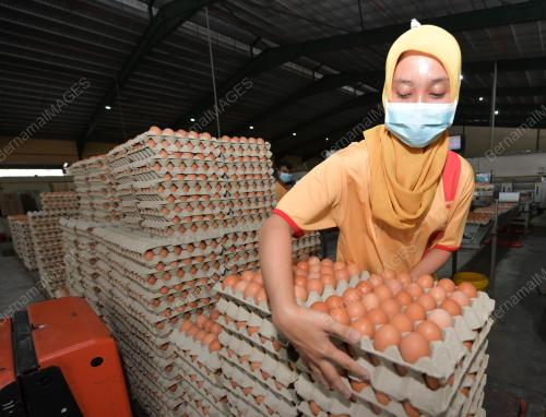 TELUR