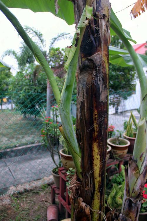 JB07_18072012_POKOK_PISANG