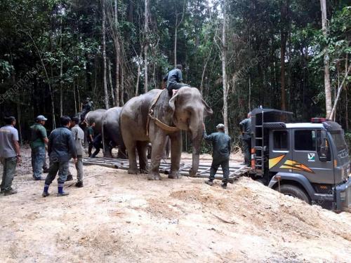 JB07_23092019_GAJAH_LIAR