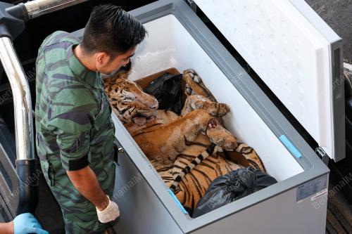 MAHKAMAH_HARIMAU