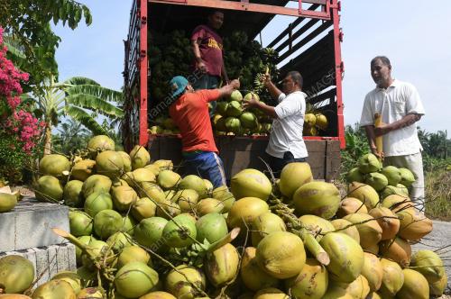 JB08_01042018_PENGUSAHA_KELAPA