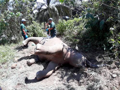 JB08_06102019_GAJAH_MATI