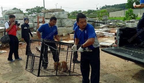 JB08_08082017_ANJING_LIAR