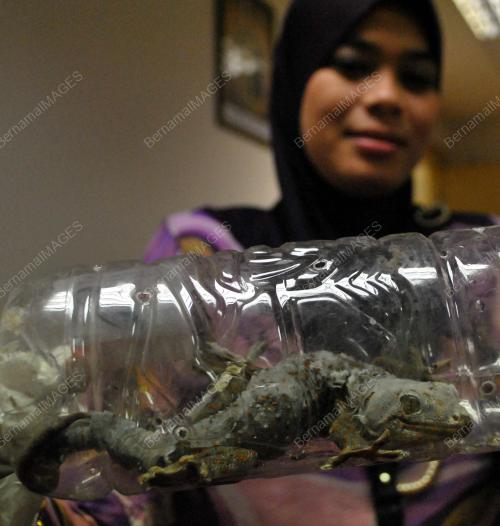JB08_21022011_CICAK_TOKEK