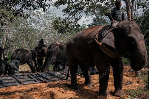 OPERASI TRANSLOKASI GAJAH
