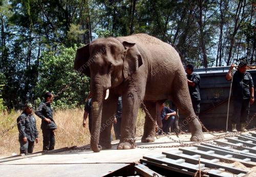 JB08_27022014_GAJAH