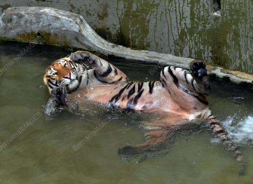 ZOO JOHOR