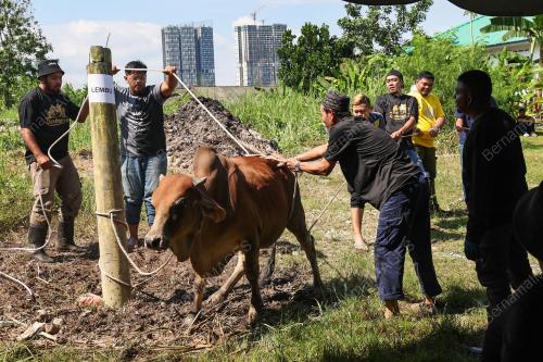 IBADAH KORBAN HARI RAYA AIDILADHA
