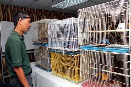 JB09_14032017_MURAI_BATU