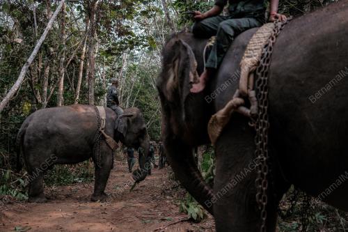 OPERASI TRANSLOKASI GAJAH
