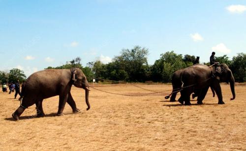 JB09_27022014_GAJAH