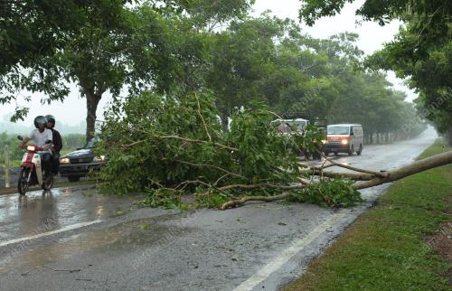 JB10_02022012_POKOK_TUMBANG