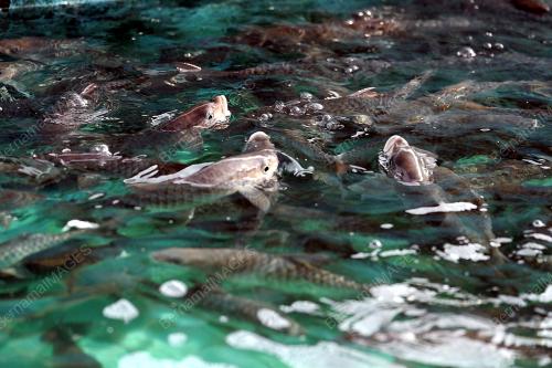 JB12_05092016_KELAH