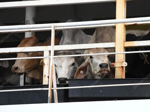 JB12_07062018_LEMBU-AIDILFITRI