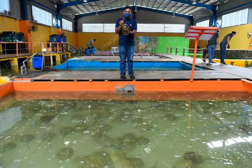 BUKA SEMPADAN NEGARA