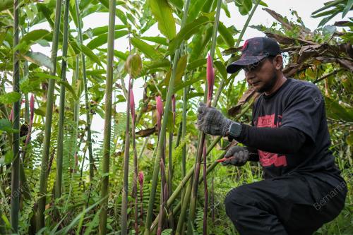 BELANJAWAN 2026 PEKEBUN KECIL