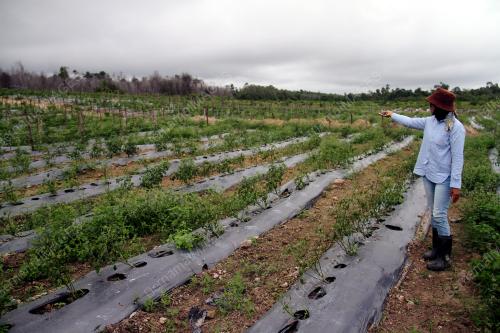 LADANG CILI TERJEJAS BANJIR