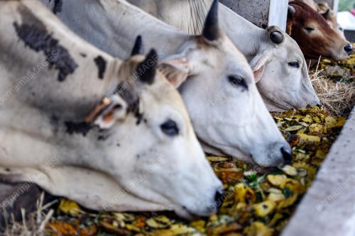 LEMBU DIET NANAS