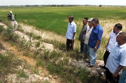 JB13_05092016_SAWAH_KERING