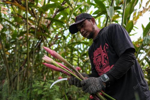 BELANJAWAN 2026 PEKEBUN KECIL