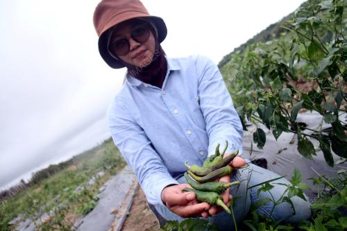 LADANG CILI TERJEJAS BANJIR